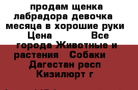 продам щенка лабрадора девочка 2 месяца в хорошие руки › Цена ­ 8 000 - Все города Животные и растения » Собаки   . Дагестан респ.,Кизилюрт г.